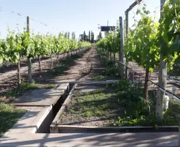 San Juan, por ahora fuera del listado nacional de tierras en venta del INTA