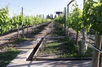 San Juan, por ahora fuera del listado nacional de tierras en venta del INTA