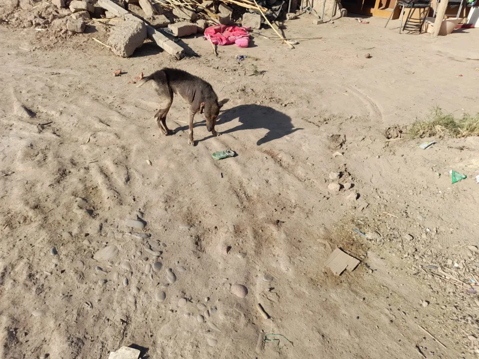 abandono de animales en asentamientos (4).jpg