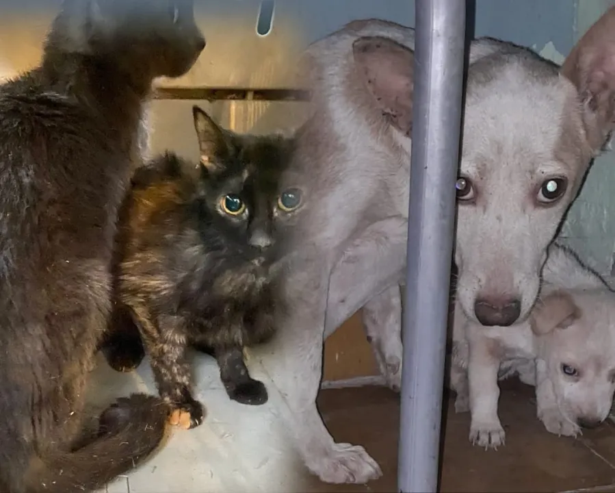 perritos y gatos rescatados.jpeg