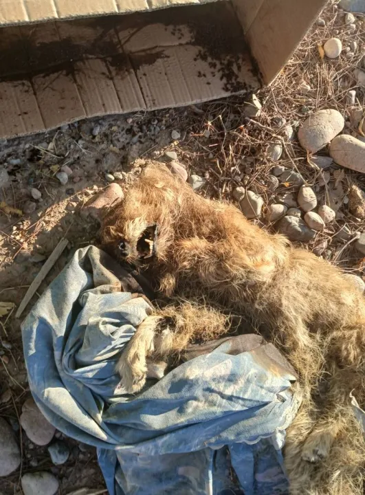 490327637_1894716804599717_5234041216933462203_n - copia.jpg