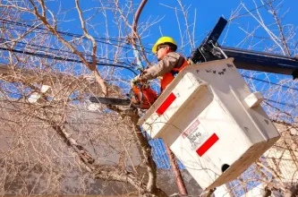Capital difundió el cronograma de mantenimiento del arbolado público para la semana del 23 al 29 de marzo