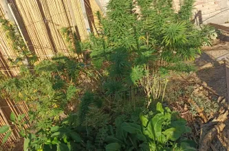 Angaco: un allanamiento reveló un cultivo de cannabis por encima de lo autorizado