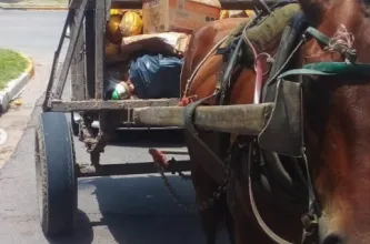 Un adolescente frenó a un sospechoso tras el robo de una herramienta y el caso terminó con condena