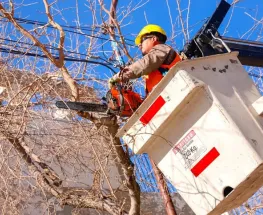 La Ciudad de San Juan difundió el plan semanal de mantenimiento del arbolado