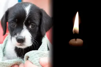 Suspenden adopciones en Semana Santa por riesgo de maltrato animal