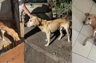 Mendoza impuso reglas a una exdueña por el caso de un perro maltratado