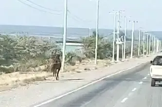 Crece la alarma en Sarmiento por caballos sueltos en el acceso a Los Berros