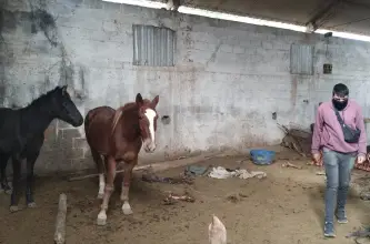 Allanamiento en Pocito dejó un detenido y secuestro de fauna y armas