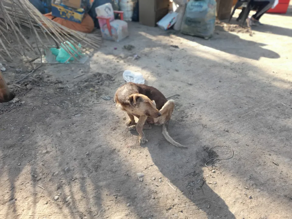 abandono de animales en asentamientos (5).jpg