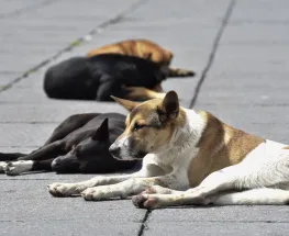 Caminata Solidaria por los perros y gatos en situación de calle
