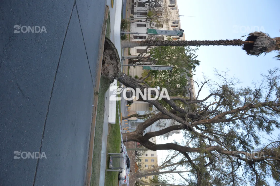 Árbol caído frente al Hospital Rawson