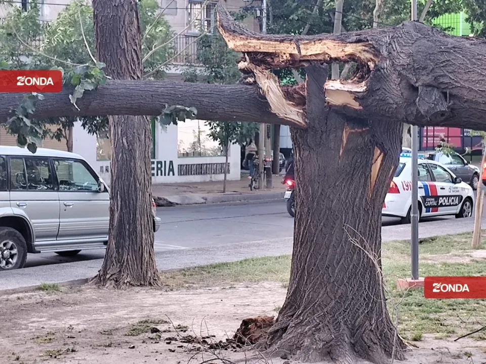 arbol caido viento zonda