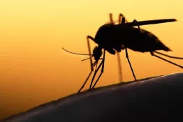 Argentina reporta 36 mil casos de dengue en solo una semana