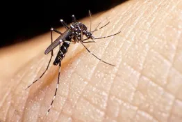 Confirman una nueva muerte por dengue en San Juan