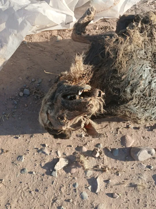 489857809_1894718087932922_8349428167717618389_n - copia.jpg