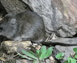 Confirman un fallecido por leptospirosis y refuerzan la vigilancia sanitaria