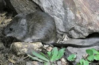 Confirman un fallecido por leptospirosis y refuerzan la vigilancia sanitaria