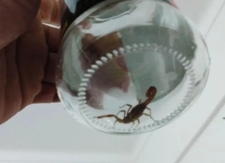 Crece la alarma en Rincón por la presencia reiterada de alacranes en viviendas