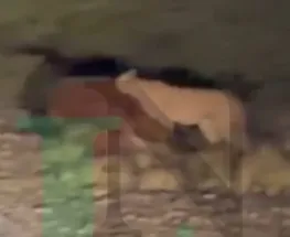 Un puma apareció junto a la ruta en Valle Fértil y se alimentó de un caballo muerto