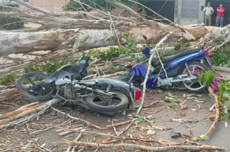 Un joven murió tras el derrumbe de un árbol por el Zonda