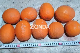 Mas raro que limón color naranja