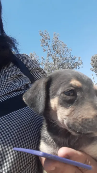 abandono de animales en asentamientos (6).jpg