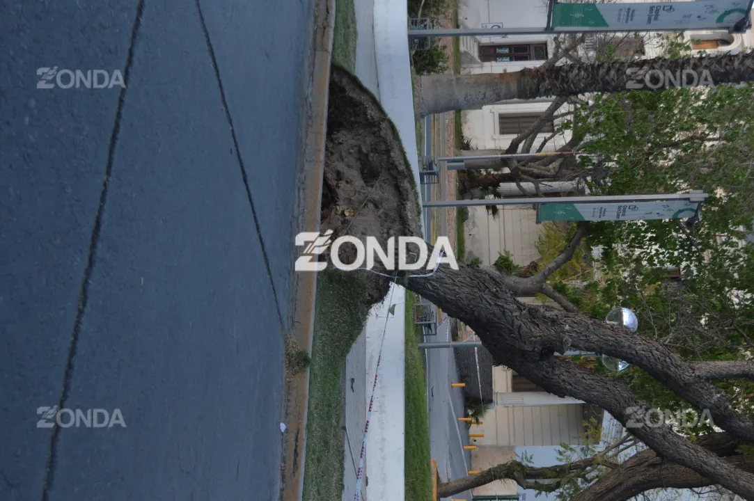 Árbol caído frente al Hospital Rawson