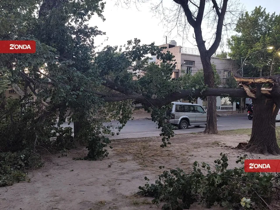 arbol caido viento zonda