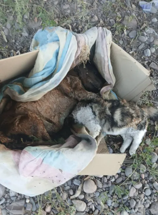 489497056_1894717267933004_2423862057629097238_n - copia.jpg