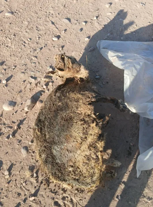 487366682_1894716707933060_9106784822728310996_n - copia.jpg