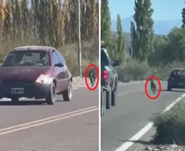 Indignante: abandonó a su perro en la ruta y el animal lo siguió desesperado