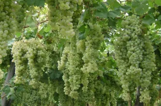 Asignan 40.258 toneladas de mosto para exportación a Estados Unidos en 2026/2027