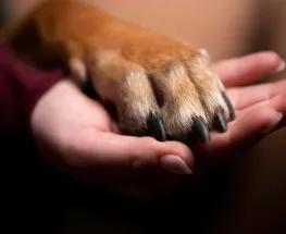 Una mujer fue condenada en San Juan tras hallarse en su celular material de abuso sexual contra un perro