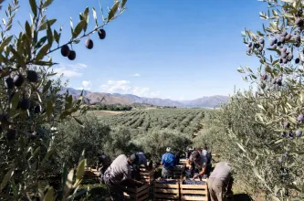 Más de 400 cosechadores de oliva recibieron los pagos adeudados en Ullum