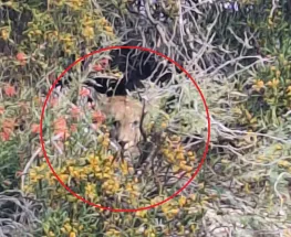 Un puma apareció en el predio de un instituto de la Quebrada de Zonda y activó un operativo preventivo
