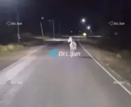 Un caballo sobre la calzada alarmó a un chofer en Cochagual