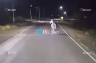 Un caballo sobre la calzada alarmó a un chofer en Cochagual