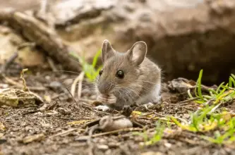 Suman 47 los casos de hantavirus detectados en el país en 2026