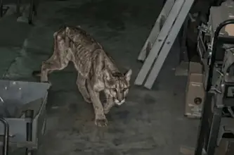 Un puma ingresó al predio del IGSV en Zonda y murió días después