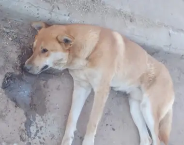 Alarma: denuncian envenenamiento de animales y la aparición de comida con vidrios molidos