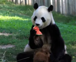 El zoo de Madrid adapta la alimentación de sus especies ante la ola de calor