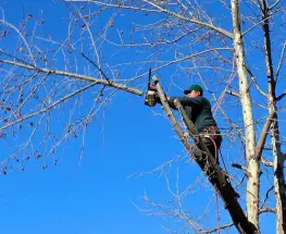 La Capital difundió el operativo semanal de poda y mantenimiento forestal