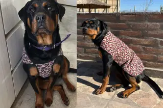 Una familia de San Juan busca a Lola, una cachorra rottweiler desaparecida en Pocito