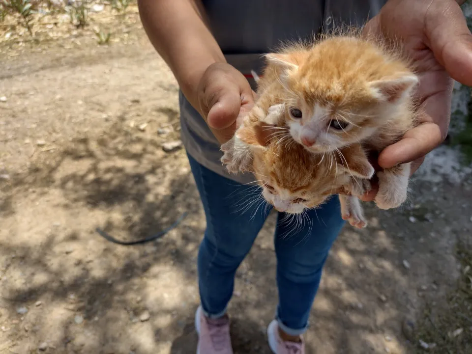 abandono de animales en asentamientos (7).jpg