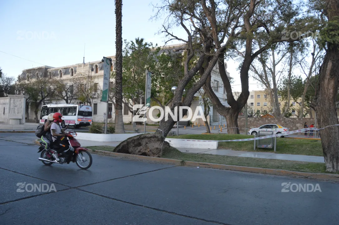 Árbol caído frente al Hospital Rawson
