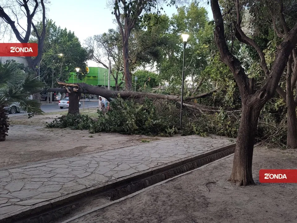 arbol caido viento zonda