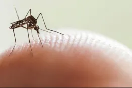 Dengue: ¿Cómo ataca al cuerpo?