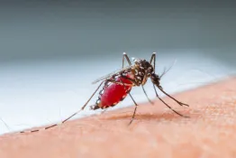 Aumentan nuevamente los casos de dengue: 63.000 contagios en la última semana