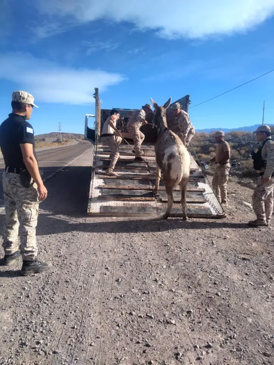 7a61ac79-55bc-48be-a7ed-23a4e9bf89bc.jfif